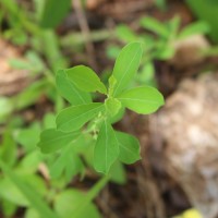 <i>Phyllanthus maderaspatensis</i>  L.